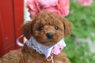 トイプードル(タイニー)【広島県・女の子・2018年4月6日・レッド】の写真「毛量の多いしっかりした可愛い女の子♪」