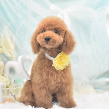トイプードル(トイ)【広島県・女の子・2024年3月12日・レッド】の写真「運動神経抜群⭐︎食べることが大好きな健康優良児⭐︎」