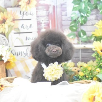 トイプードル(タイニー)【広島県・男の子・2024年3月2日・ブラウン】の写真「特別値下げ中☆血統優秀☆5ヶ月で1.3キロ欠点なし」