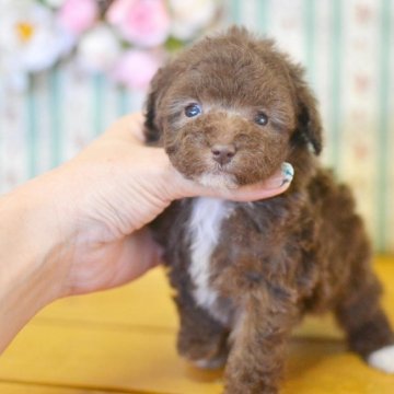 トイプードル(トイ)【広島県・女の子・2020年12月30日・ブラウン】の写真「変わったカラーの女の子」