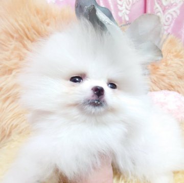ポメラニアン【愛知県・男の子・2024年9月1日・クリーム】の写真「💖明るくて元気な甘えん坊さんです💖」
