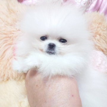 ポメラニアン【愛知県・男の子・2025年1月23日・クリーム】の写真「小振りで💖可愛い💖ふわふわ💖甘えん坊さん💖」
