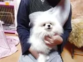 ポメラニアン【愛知県・男の子・2024年11月8日・クリーム】の写真3