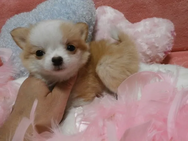 ID:1311-00465の子犬