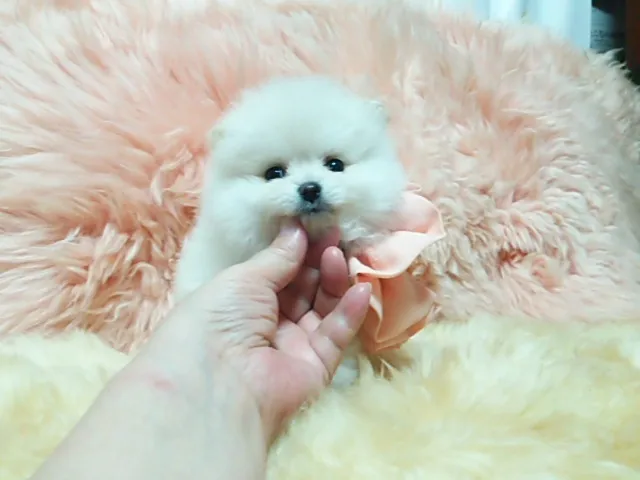 ID:1607-01480の子犬