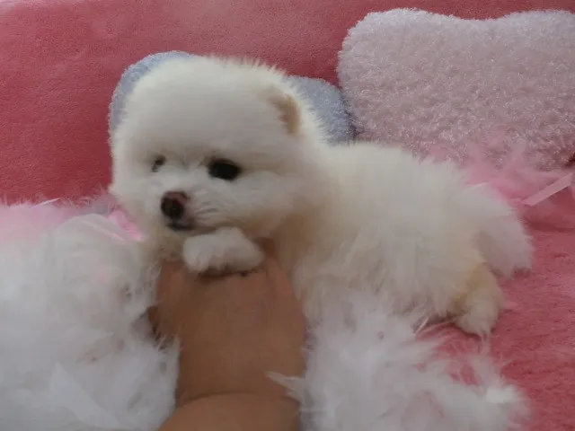 ID:1306-00795の子犬