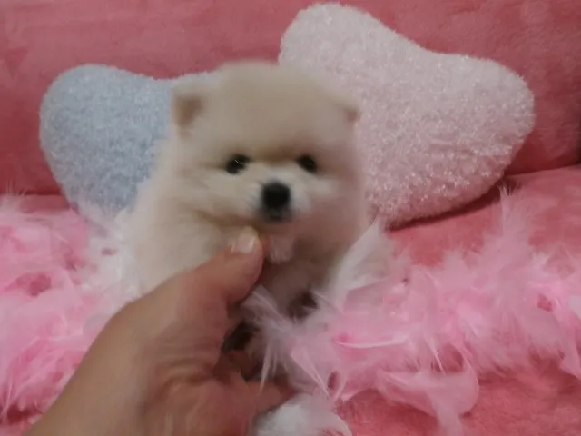ID：1307-00252の子犬