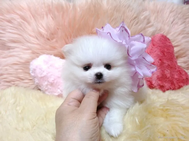 ID:1907-03340の子犬