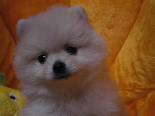 ID:1207-00557の子犬