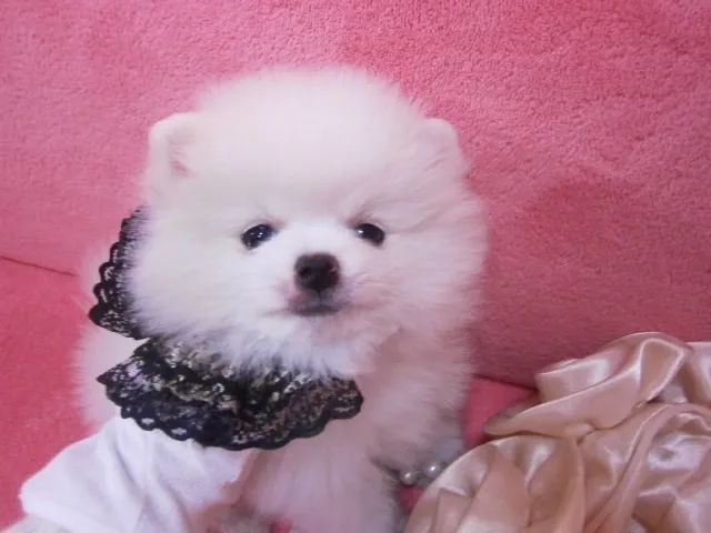 ID：1301-00173の子犬
