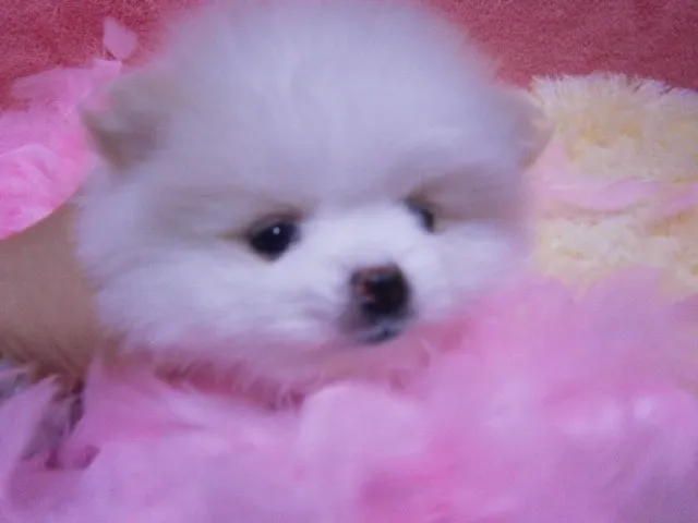 ID：1302-00120の子犬