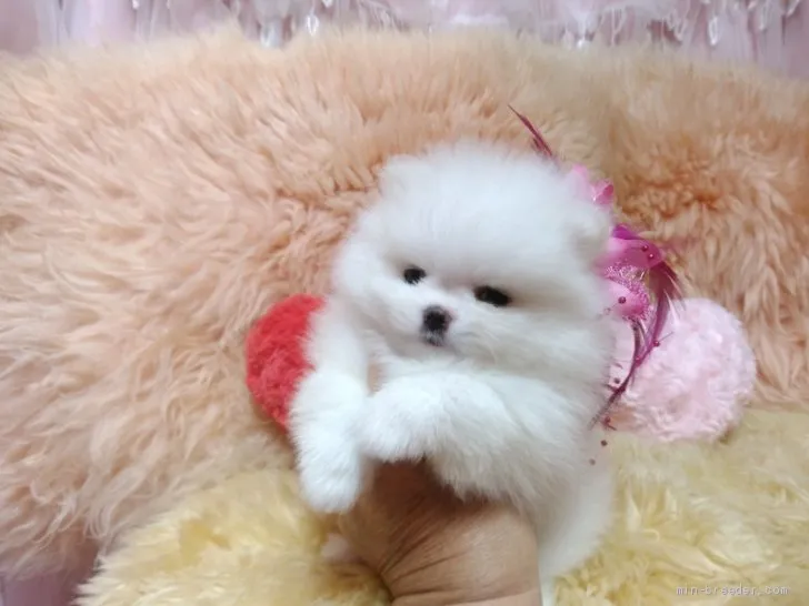 ID：2011-00571の子犬