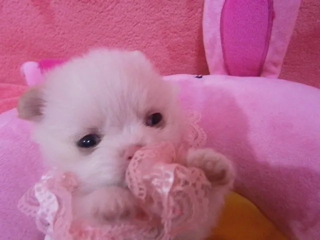 ID：1211-00239の子犬