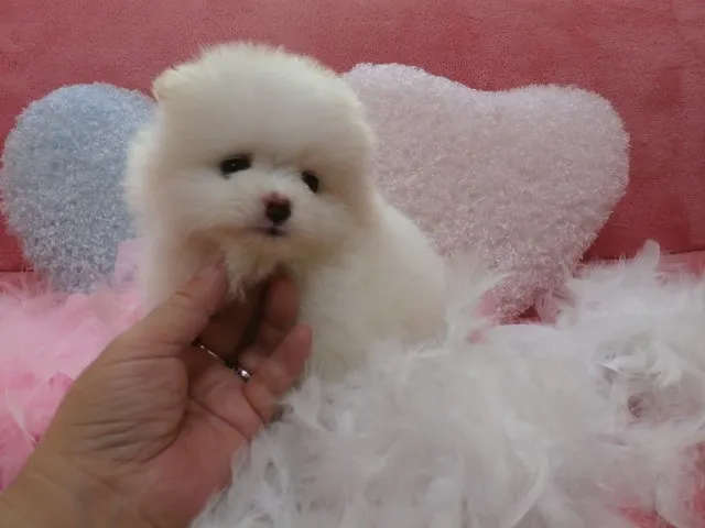 ID：1306-00798の子犬