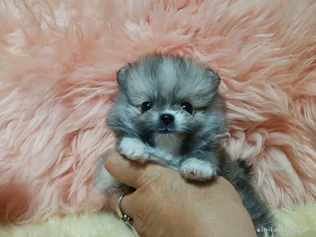 ID：1508-00008の子犬