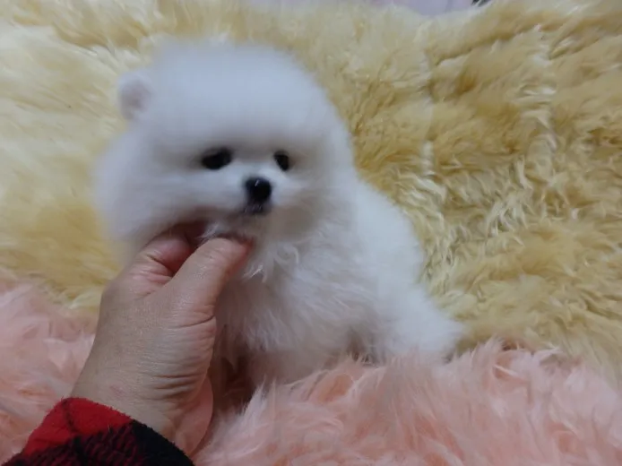 ID：1402-00829の子犬