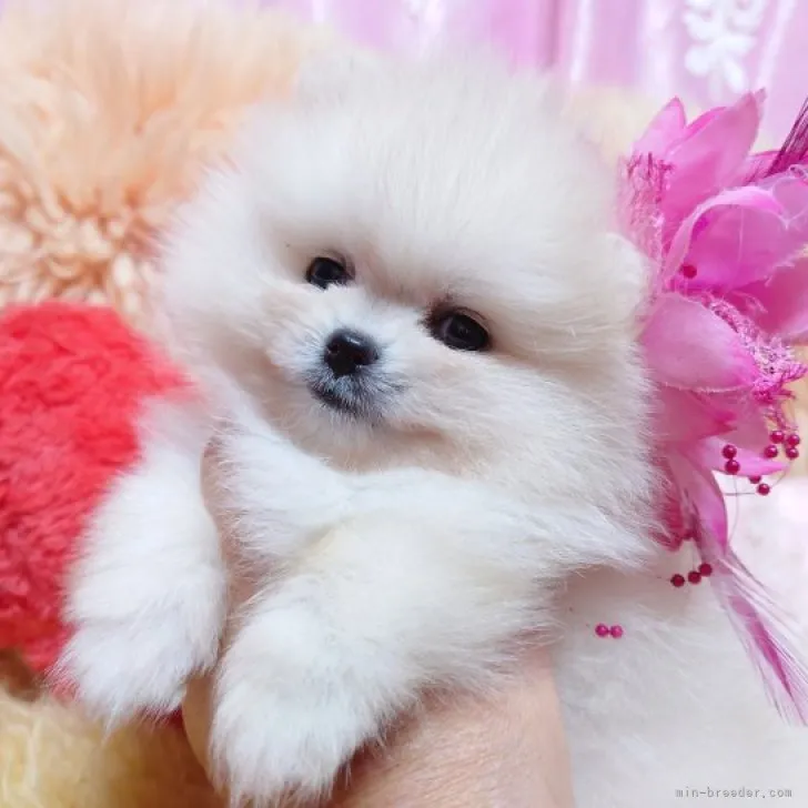 ID:2311-03086の子犬