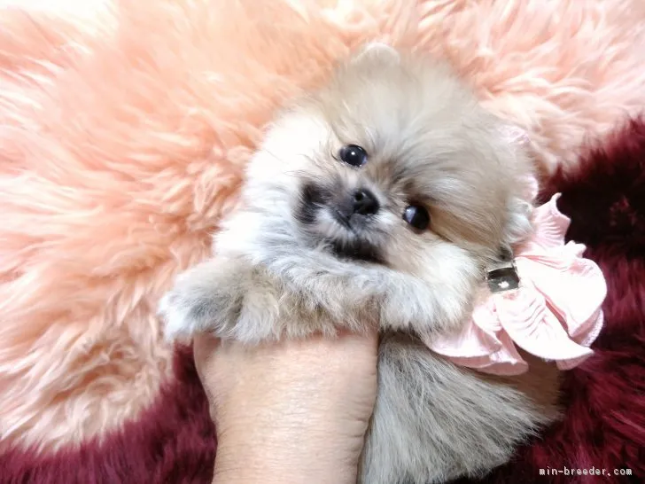 ID:1812-01899の子犬