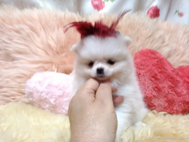 ID:1908-00980の子犬