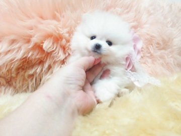 ポメラニアン【愛知県・女の子・2016年7月30日・クリーム】の写真「お鼻の短い可愛い姫です。」