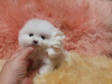 ポメラニアン【愛知県・女の子・2015年12月30日・ホワイト】の写真「お目目の大きい可愛い子です。」
