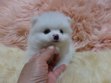 ポメラニアン【愛知県・男の子・2014年2月3日・ホワイト】の写真「元気で甘えん坊の僕ちゃんです。」