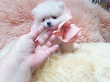 ポメラニアン【愛知県・女の子・2016年10月3日・クリーム】の写真「小ぶりで明るくて綺麗なクリーム色です。」