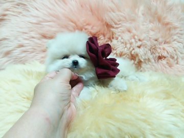 ポメラニアン【愛知県・女の子・2016年5月31日・クリーム】の写真「優しい子です。」