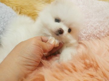 ポメラニアン【愛知県・女の子・2013年11月24日・ホワイト(一部レモン有)】の写真「愛らしいお顔の姫ちゃんです。」