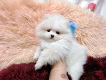 ポメラニアン【愛知県・男の子・2019年3月19日・クリーム】の写真「💓840g毛量の多い可愛い子💓」