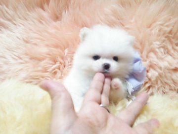 ポメラニアン【愛知県・男の子・2016年7月26日・ホワイト】の写真「お上品なお顔の僕ちゃんです。」