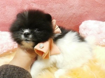 ポメラニアン【愛知県・男の子・2013年11月7日・ブラック&ホワイト】の写真「可愛いお顔の僕です。」