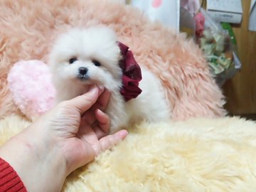 ポメラニアン【愛知県・女の子・2016年10月3日・クリーム】の写真「可愛い姫です☆」
