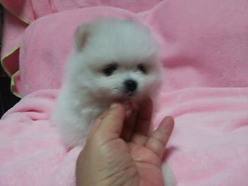 ポメラニアン【愛知県・男の子・2015年9月7日・ホワイト】の写真「おっとりした優しい子です。」