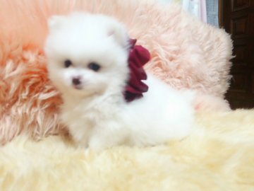 ポメラニアン【愛知県・女の子・2016年7月30日・ホワイト】の写真「元気な子です。」