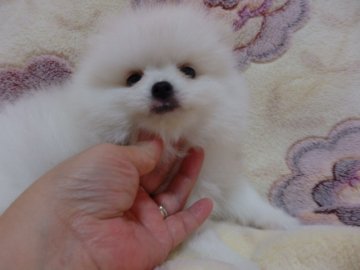 ポメラニアン【愛知県・男の子・2014年4月5日・ホワイト】の写真「ポイント真っ黒で綺麗な子です。」