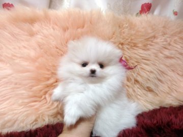 ポメラニアン【愛知県・女の子・2019年4月1日・ホワイト】の写真「アンジュちゃん💓570gの小さな手、足の短いふわも」
