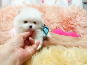 ポメラニアン【愛知県・男の子・2016年5月25日・ホワイト】の写真「可愛い丘をの僕です。」