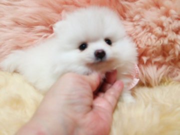 ポメラニアン【愛知県・男の子・2016年5月31日・クリーム】の写真「クリームの女の子とってもお利口さんです。」