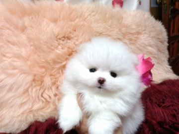ポメラニアン【愛知県・女の子・2019年4月1日・ホワイト】の写真「式部ちゃん💓650gのふわもこ可愛いポメ」