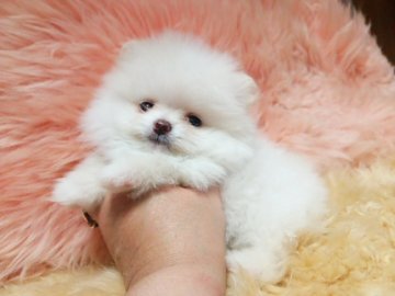 ポメラニアン【愛知県・女の子・2016年4月16日・クリーム】の写真「小さくて可愛い姫です。」