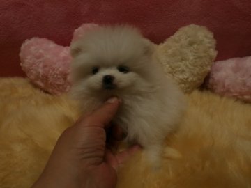 ポメラニアン【愛知県・男の子・2013年11月3日・ホワイト】の写真「可愛いお顔の僕です。」