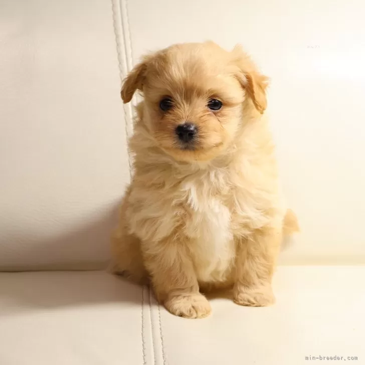 ポメプー(ポメラニアン×トイプードル)【新潟県・男の子・2025年10月27日・アプリコット】の写真1