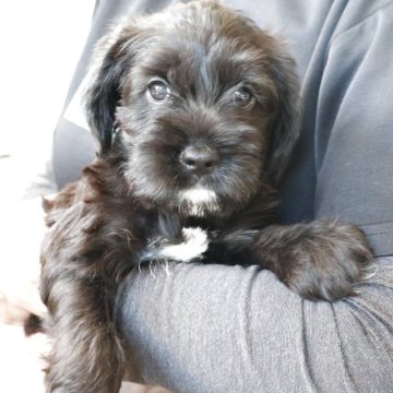 ミックス(アメリカンコッカースパニエル×ミニチュアシュナウザー)【新潟県・女の子・2025年8月30日・ブラック&ホワイト】の写真「可愛い女の子」