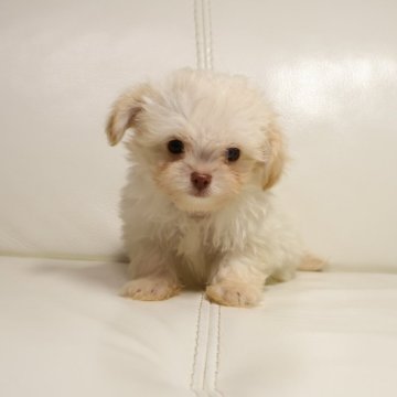 チワプー(トイプードル×チワワ)【新潟県・男の子・2025年12月28日・アプリコット】の写真「小さくて可愛い男の子」