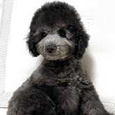 トイプードル(トイ)