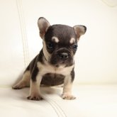 フレンチブルドッグ