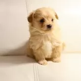 ポメプー(ポメラニアン×トイプードル)【新潟県・男の子・2025年10月27日・アプリコット】の写真4