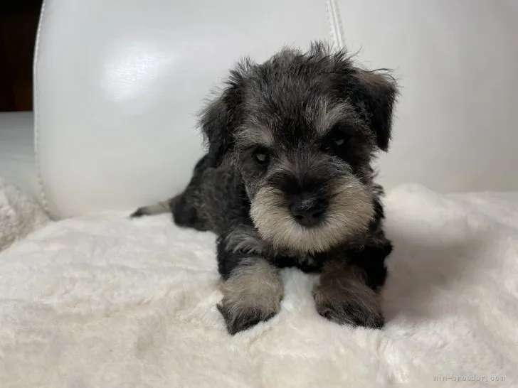 ピア 様のお迎えした子犬