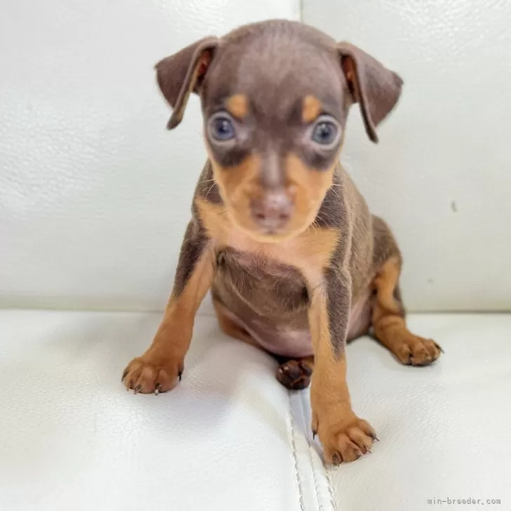 ID:2402-00982の子犬
